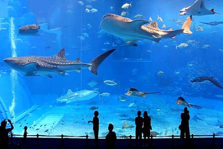 世界上著名的水族馆 25eba9cd-aa69-4d0d-aba7-73e5804e622b.jpg